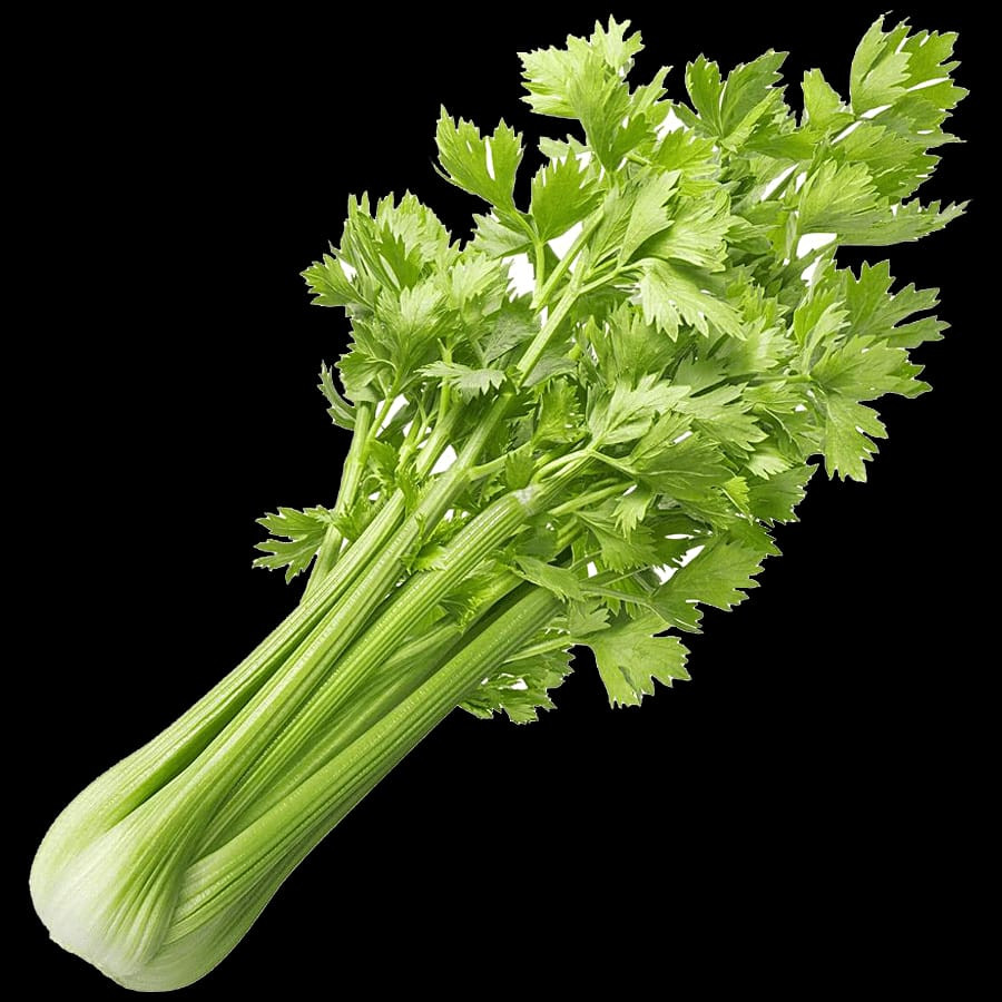 CELERY