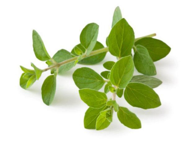 OREGANO