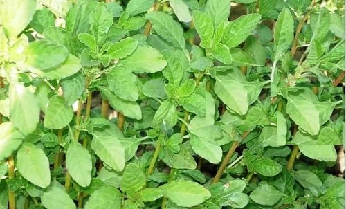 TANDALJA GREEN -  AMARANTHUS GREEN