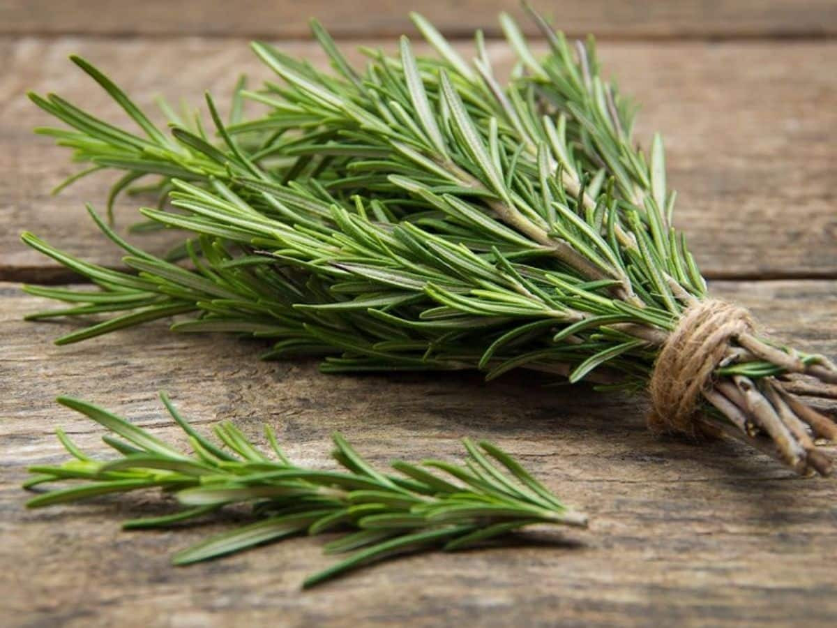 ROSEMARY