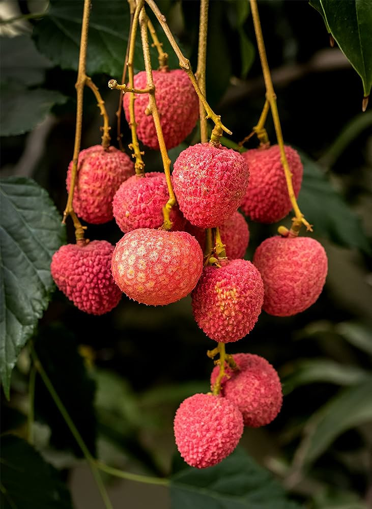 LITCHI INDIAN
