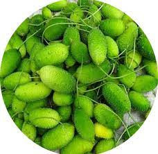 KANKODA - FOREST BITTER GAURD