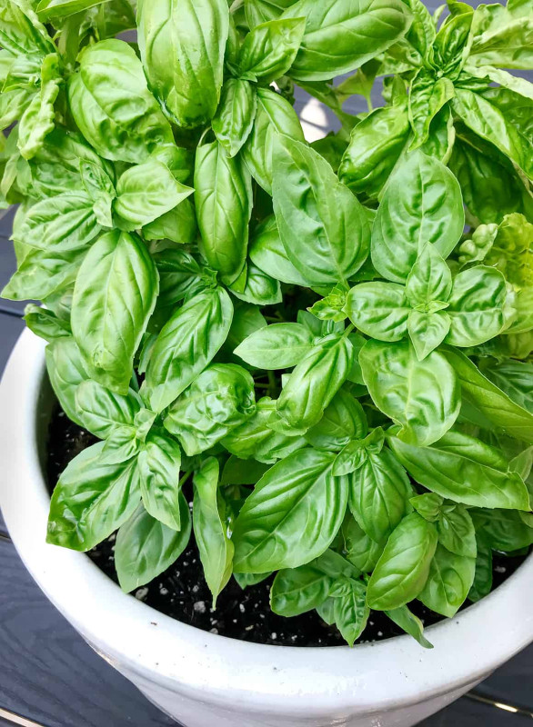 BASIL