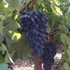 GRAPES BLACK CALIFORNIA