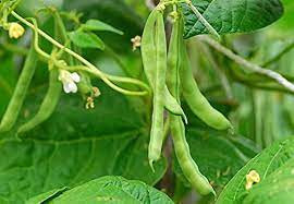 BEAN BUSH ( FANSI )