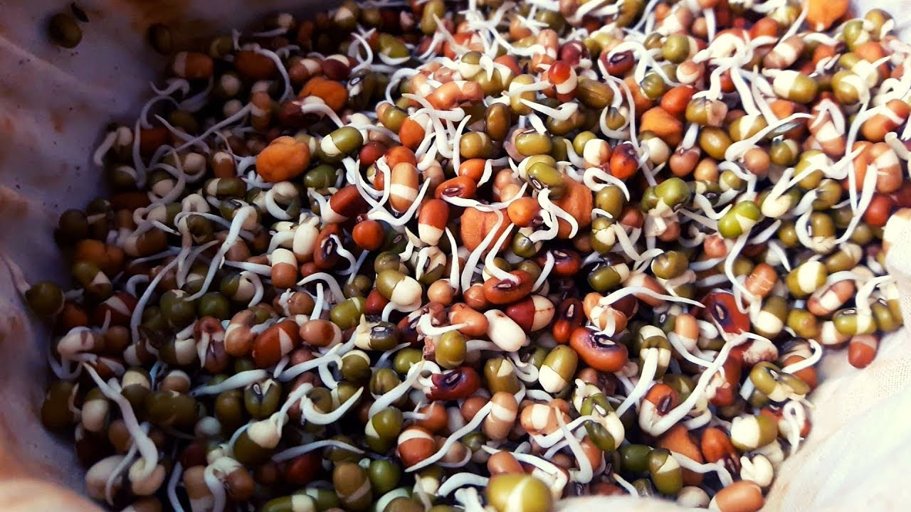 SPROUTS - FANGARELA KATHOL