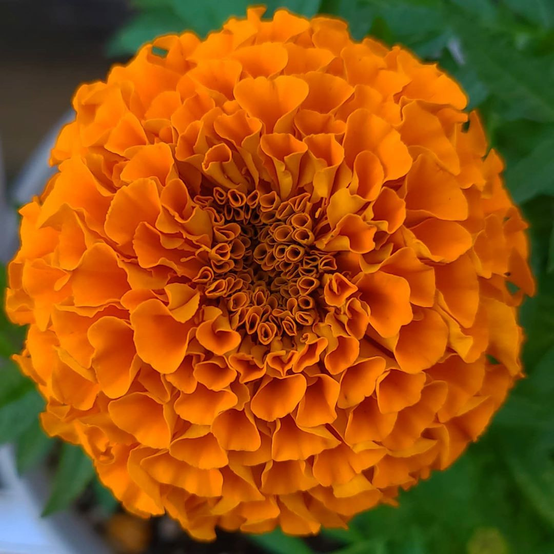 MARIGOLD