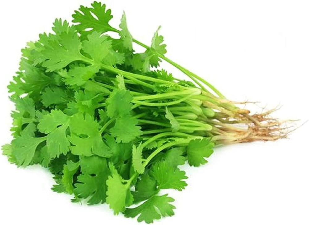 CORIANDER