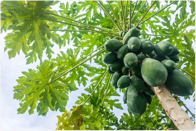 PAPAYA RAW