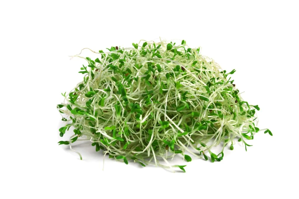 ALFALFA SPROUT