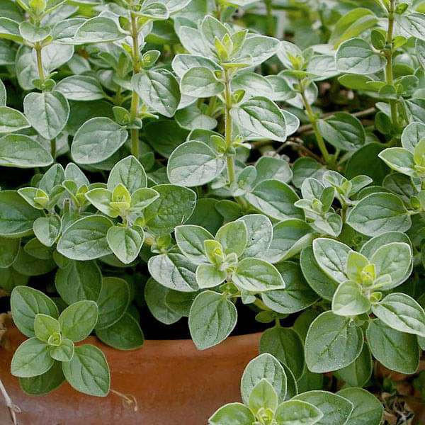 OREGANO LEAVES SACHT 10 GM